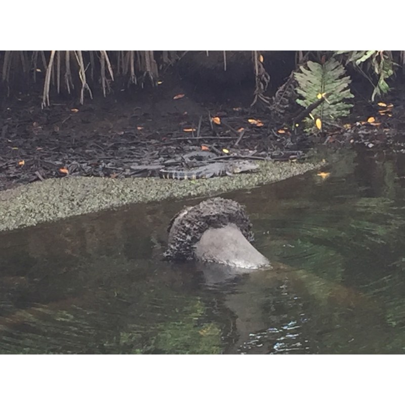 Baby Alligator Sun Bathing