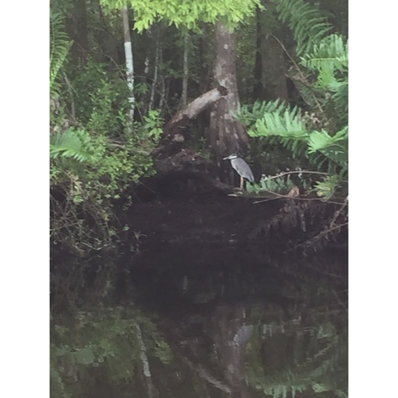 Little Blue Heron