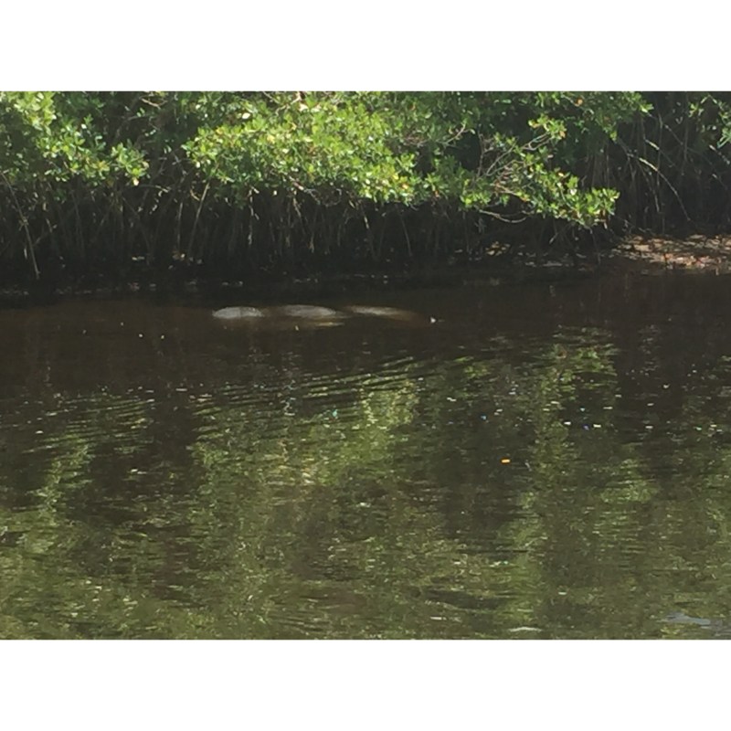 Family of 3 Manatees