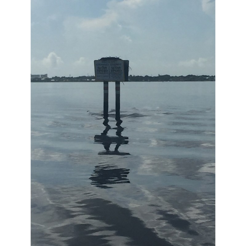 Osprey Nest In Between Signs