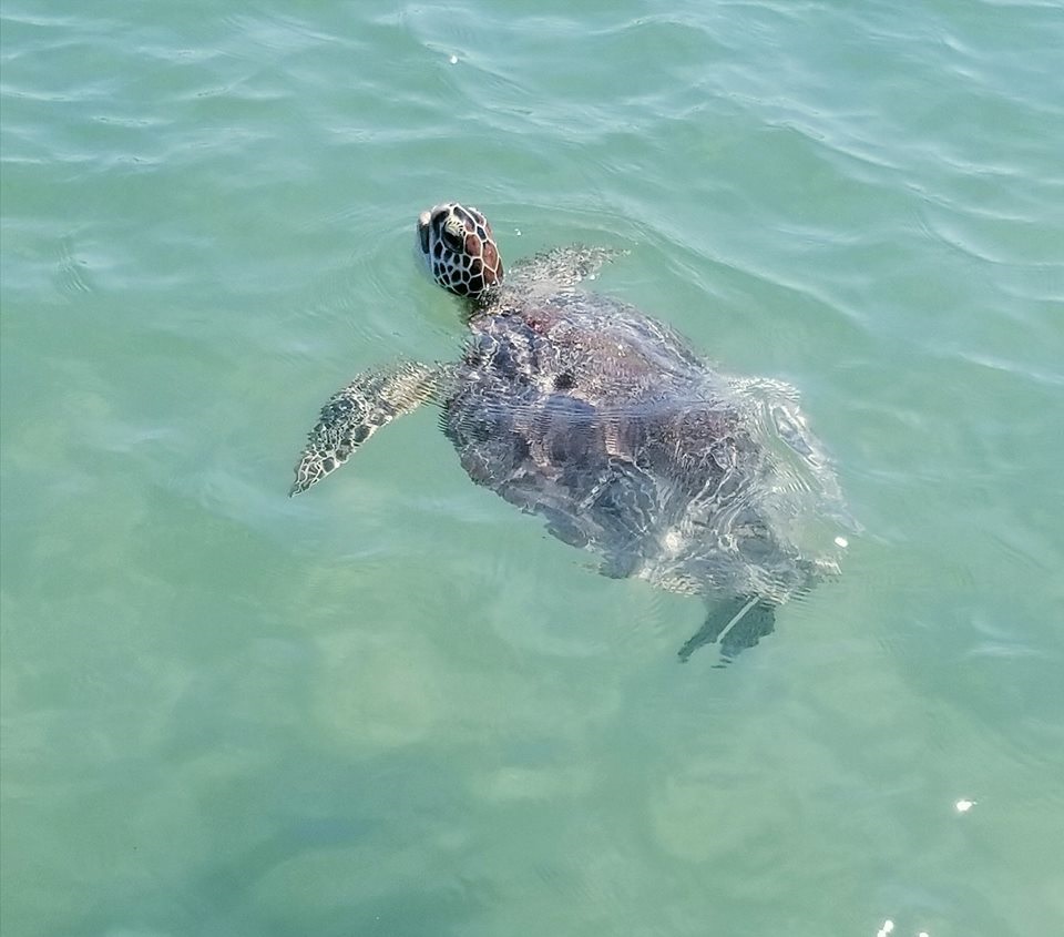 Turtle Time at Jupiter Outdoor Center