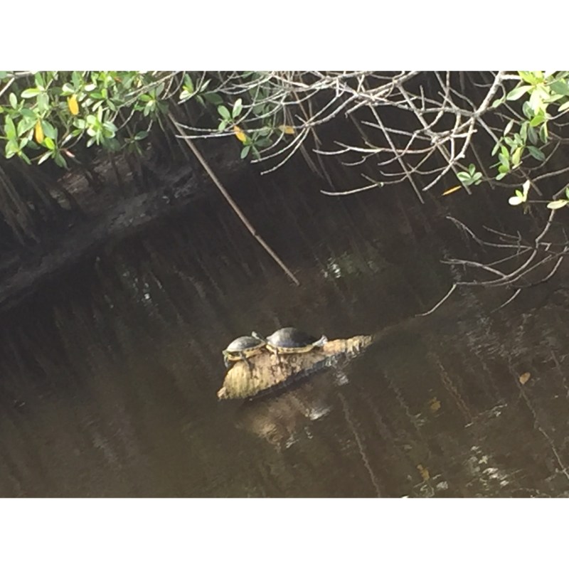 Turtles Jupiter Water Taxi Eco-Tours Soth Florida High Tide Rides