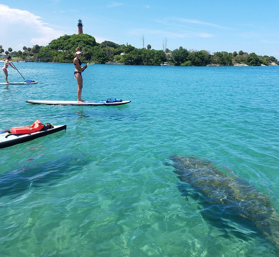 paddleboarding by the jupiter lighthouse with manatees