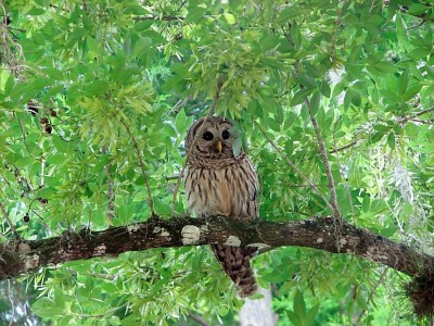 An owl spotted on tree