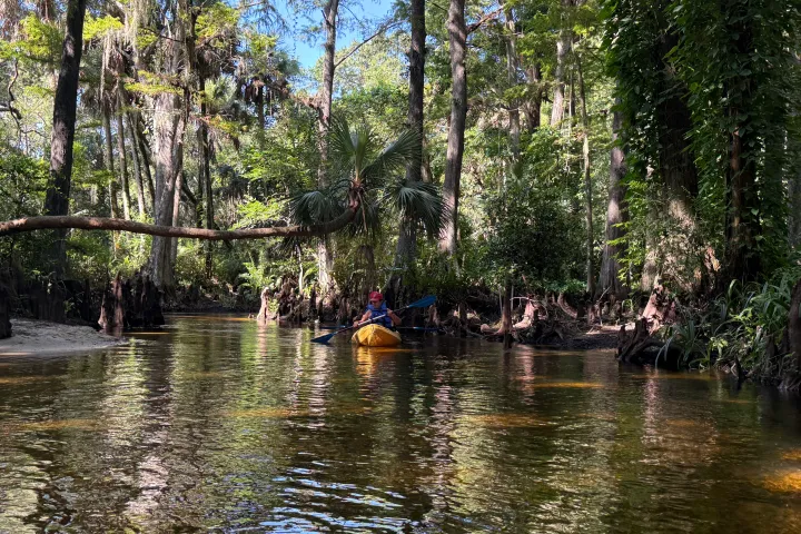 Person kayaking on a narrow river surrounded by dense forest and trees.