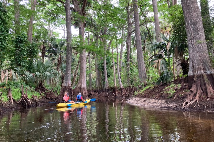 Two people kayaking in a forested river with tall trees and lush greenery.