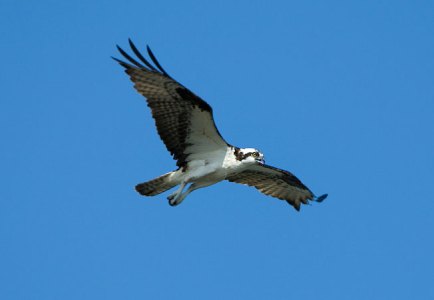 Wildlife is most active in early mornings at Riverbend Park.