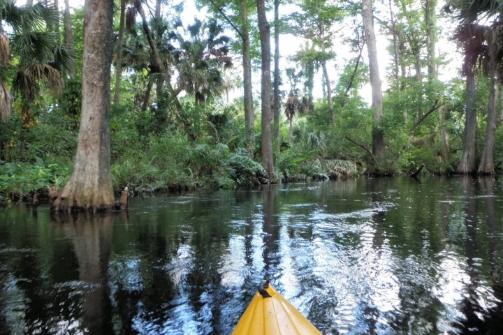 a body of water with trees in the background