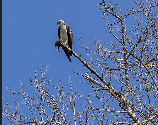 a hawk perched on a tree branch