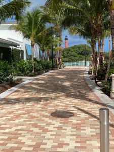 a palm tree on a sidewalk