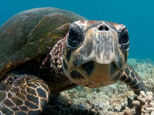 a close up of a turtle