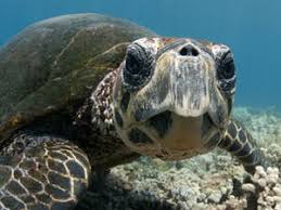 a close up of a turtle