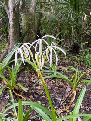 a green plant in a garden