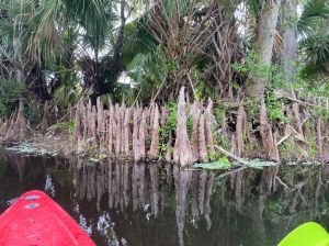 a tree next to a body of water