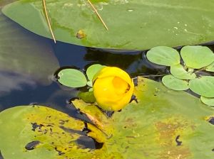 a close up of a pond of water