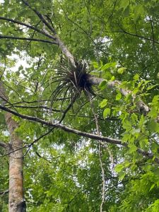 a tree in a forest