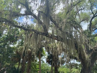 a tree in a forest