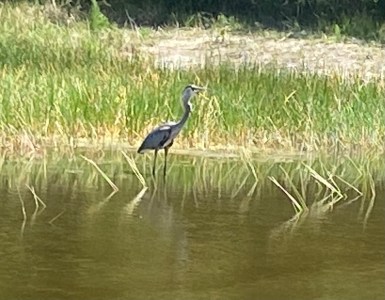 a bird that is standing in the grass next to a body of water
