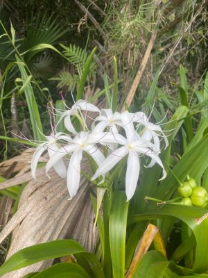 a close up of a plant