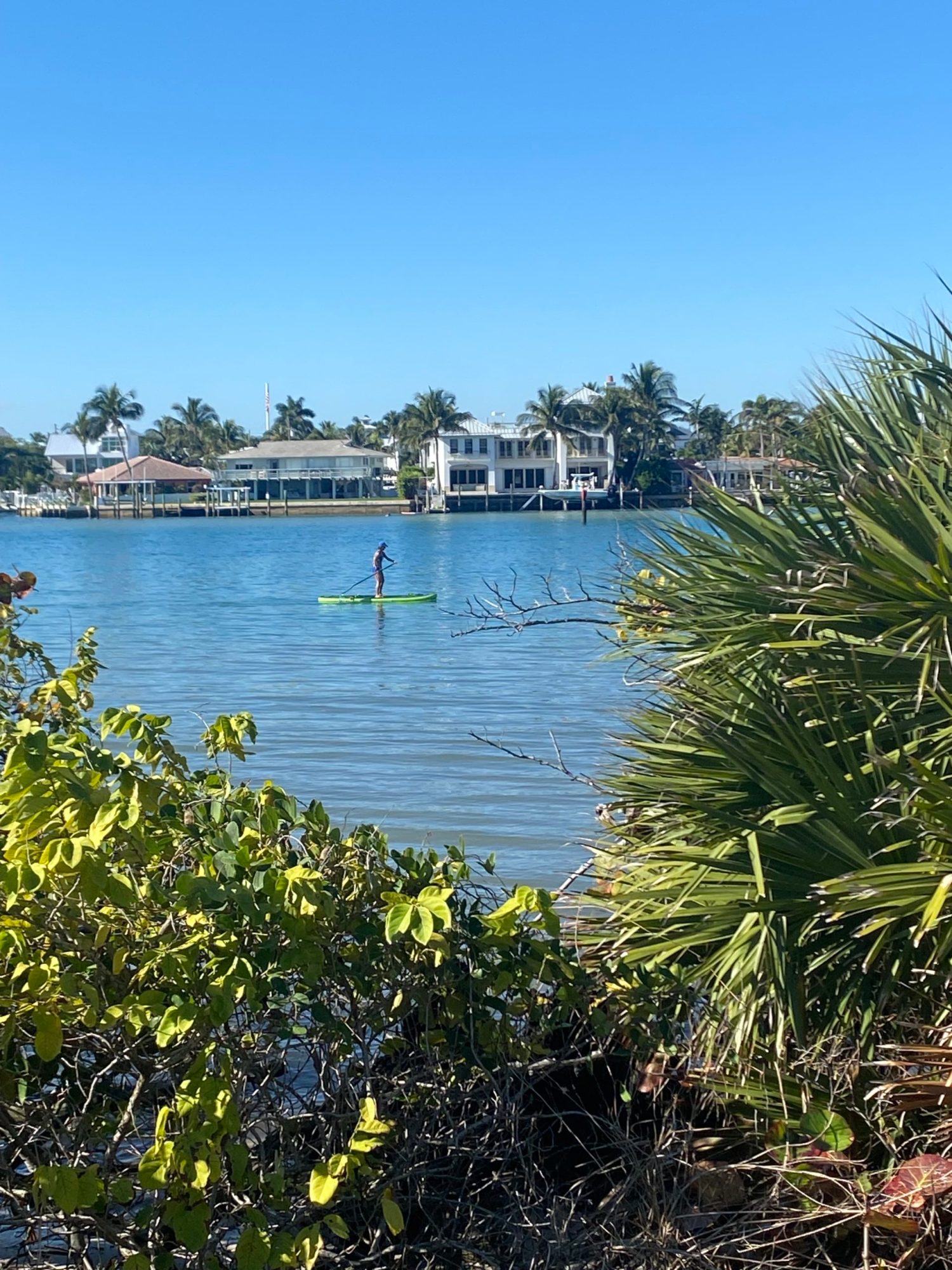 a tree in the middle of a body of water