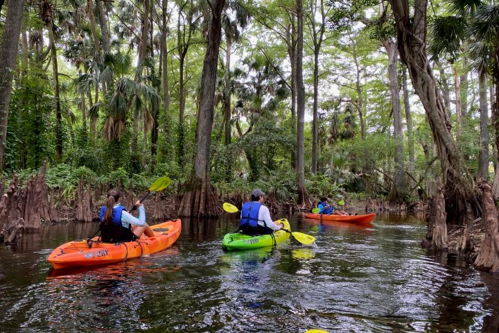 A group of people paddling boats