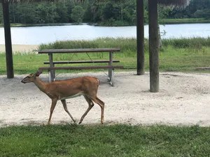 reindeer roaming lakeside