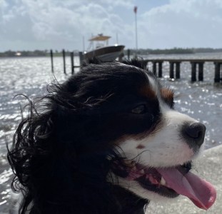 a close up of a dog