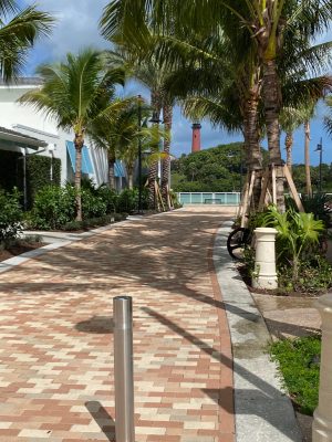 a palm tree on a sidewalk