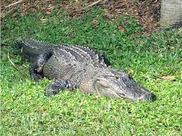 a reptile standing on a field