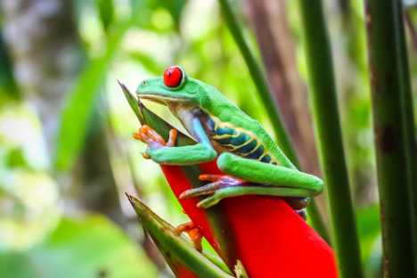 a green frog on a leaf