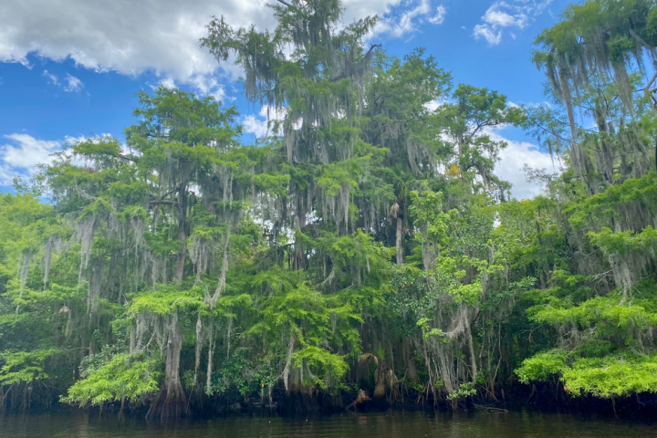 a tree next to a body of water