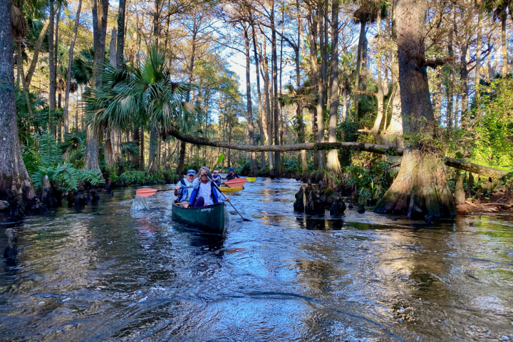 a river running through a forest