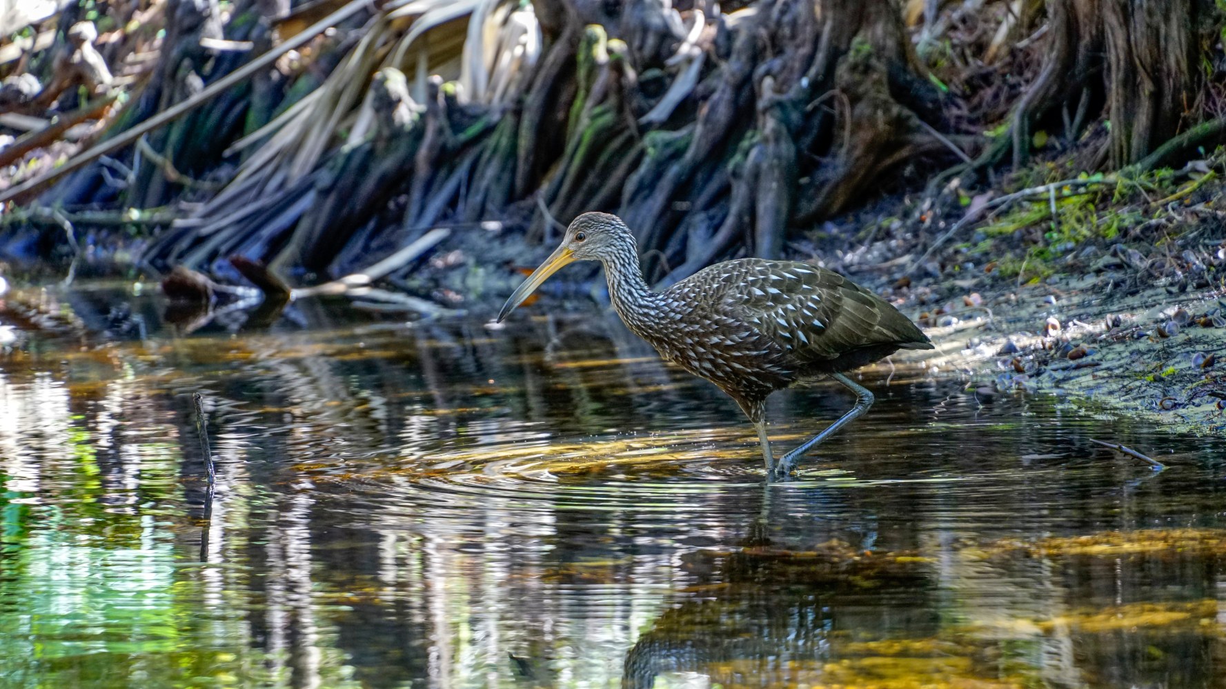 Bird wading in shallow water near tree roots on a sunny day.