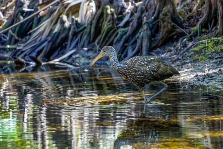 Bird wading in shallow water near tree roots on a sunny day.