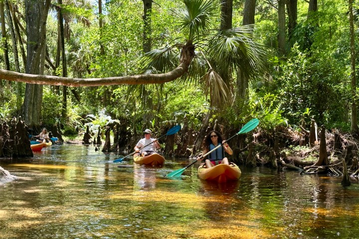 Two people kayaking on a narrow river surrounded by lush green forest.